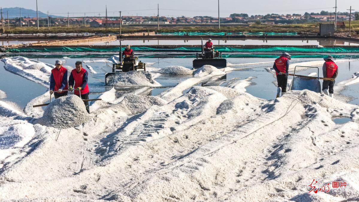 Sea salt harvest in E China's Shandong