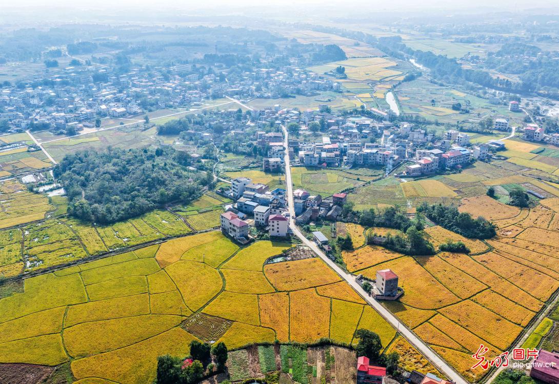 Golden rice fields paint autumn harvest picture Golden rice fields paint autumn harvest picture