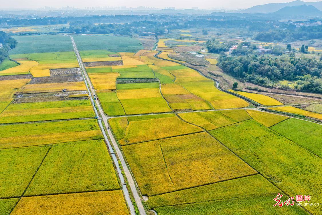 Golden rice fields paint autumn harvest picture Golden rice fields paint autumn harvest picture