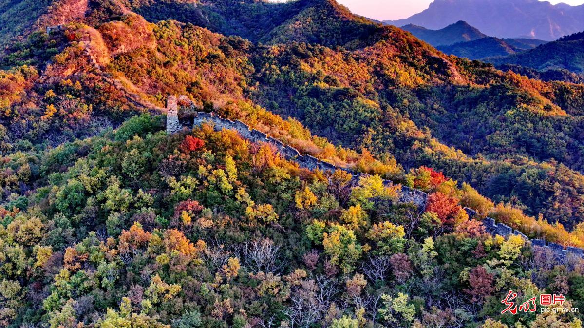 Golden colors adorn the winding Great Wall Golden colors adorn the winding Great Wall