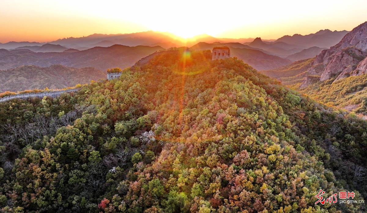 Golden colors adorn the winding Great Wall Golden colors adorn the winding Great Wall