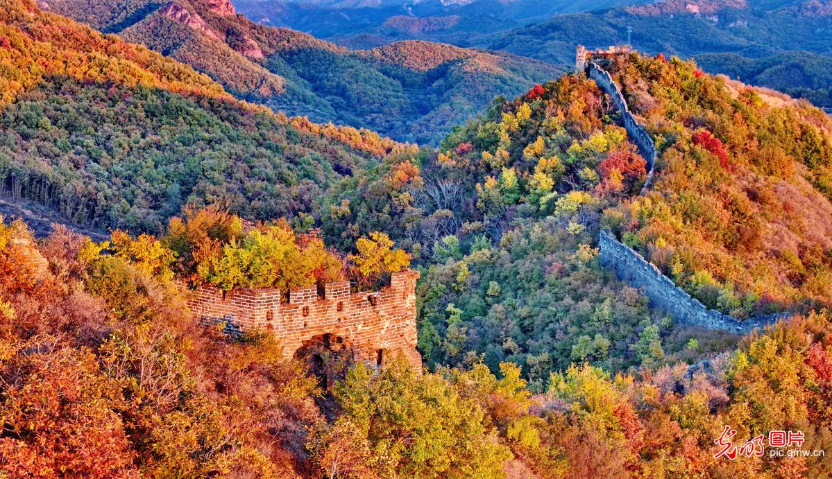 Golden colors adorn the winding Great Wall Golden colors adorn the winding Great Wall