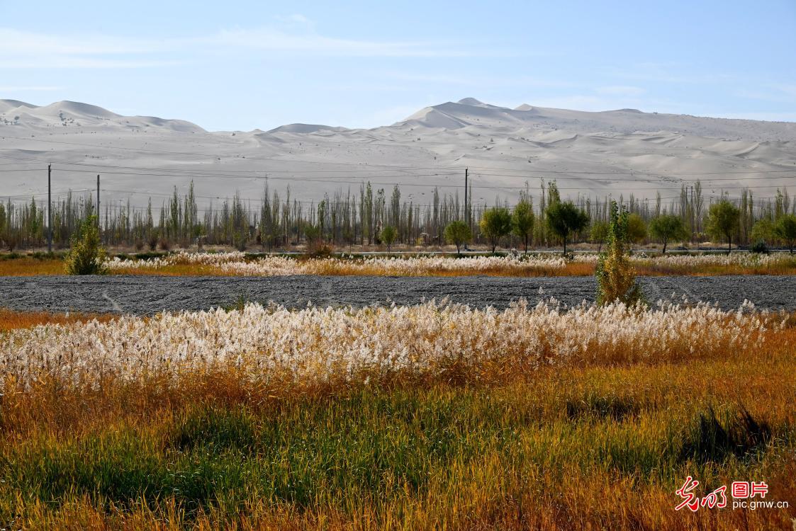 Autumn scenery at Danghe Wetland in NW China's Gansu Autumn scenery at Danghe Wetland in NW China's Gansu