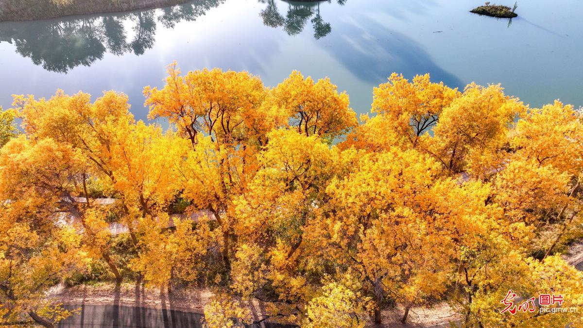 Golden poplars forest in NW China's Xinjiang Golden poplars forest in NW China's Xinjiang