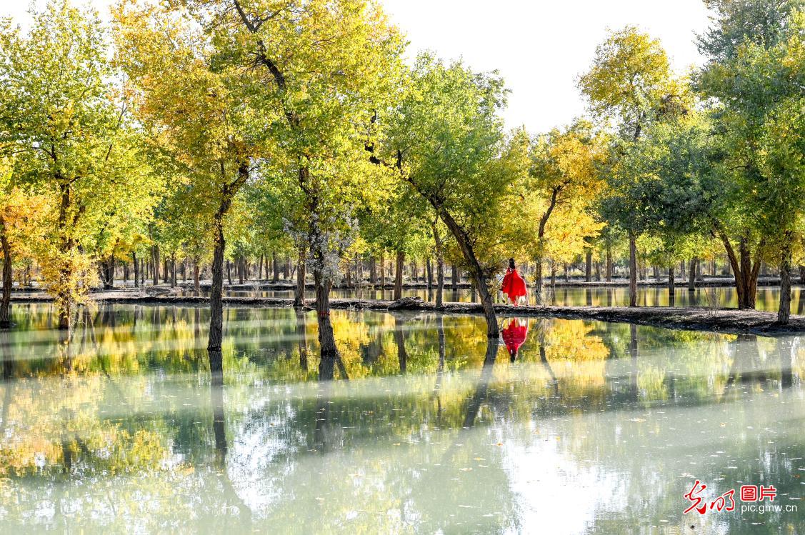 Golden poplars forest in NW China's Xinjiang Golden poplars forest in NW China's Xinjiang