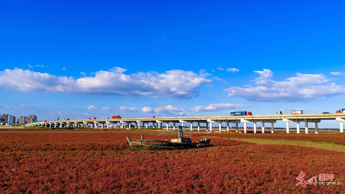 Colorful red beach in E China's Shandong Colorful red beach in E China's Shandong