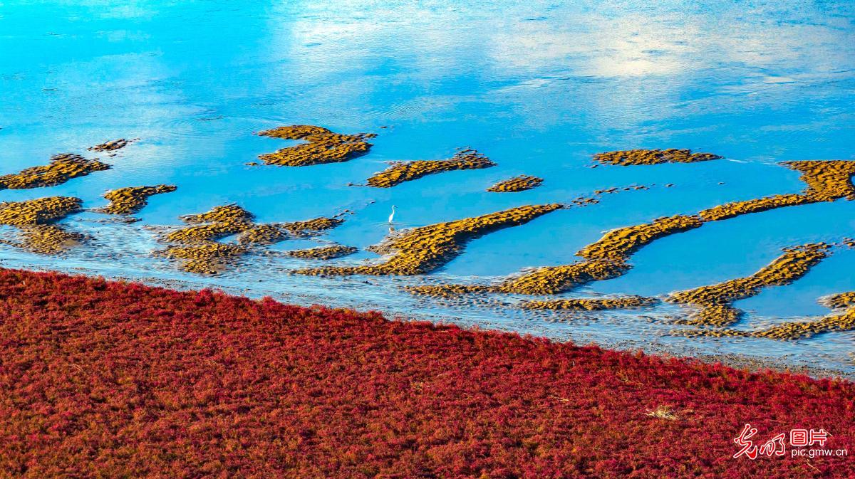 Colorful red beach in E China's Shandong Colorful red beach in E China's Shandong