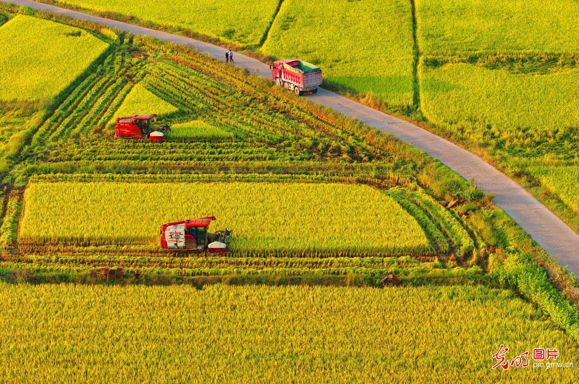 Busy Rice Harvest Season in E China's Jiangxi Busy Rice Harvest Season in E China's Jiangxi