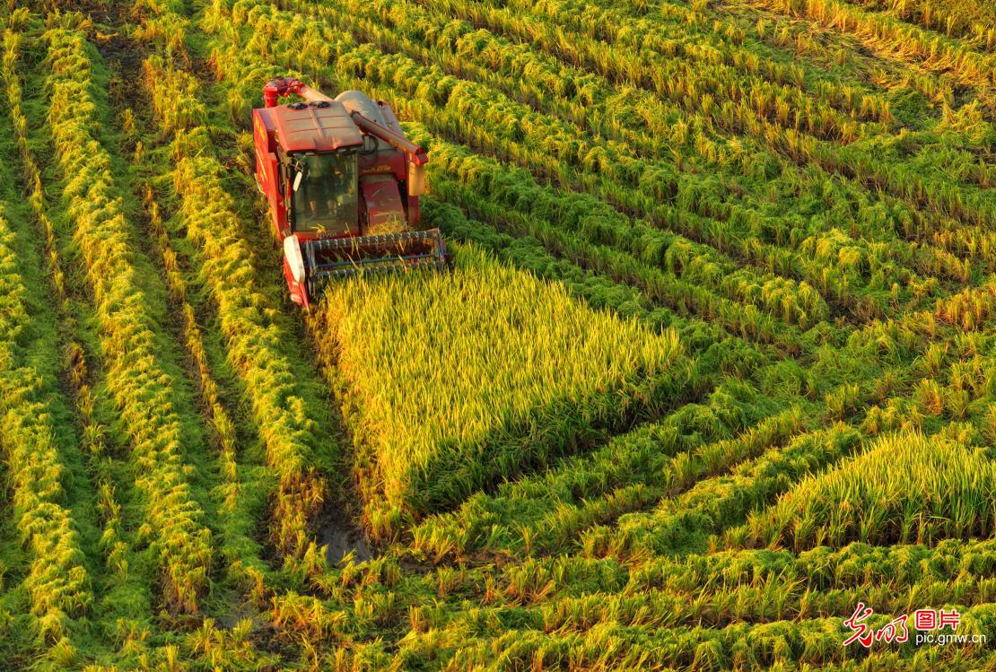 Busy Rice Harvest Season in E China's Jiangxi Busy Rice Harvest Season in E China's Jiangxi