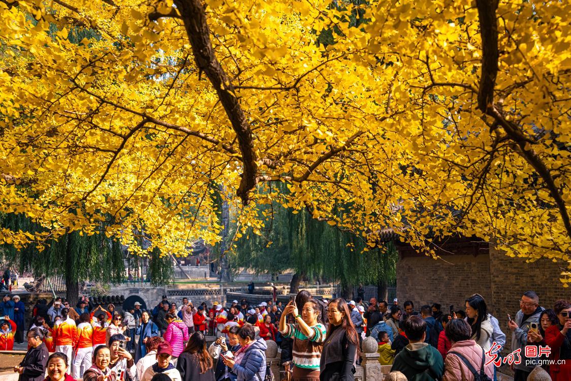 Autumn splendor of ancient ginkgo trees in N China's Shanxi Autumn splendor of ancient ginkgo trees in N China's Shanxi