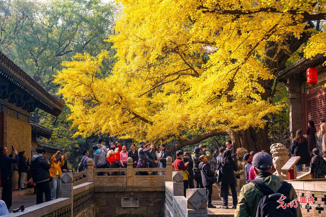 Autumn splendor of ancient ginkgo trees in N China's Shanxi Autumn splendor of ancient ginkgo trees in N China's Shanxi