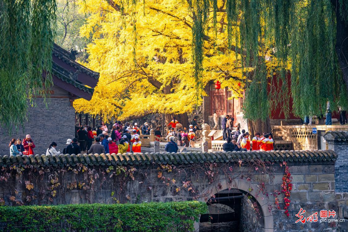 Autumn splendor of ancient ginkgo trees in N China's Shanxi Autumn splendor of ancient ginkgo trees in N China's Shanxi