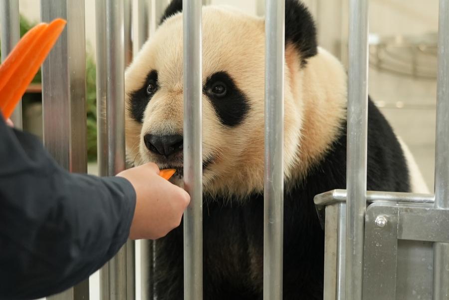 New giant panda base starts trial operation in SW China