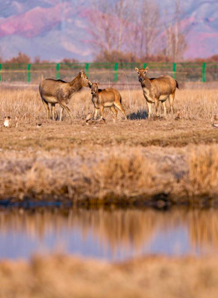 Milu deer thrive in Qingtongxia Reservoir Wetland Nature Reserve