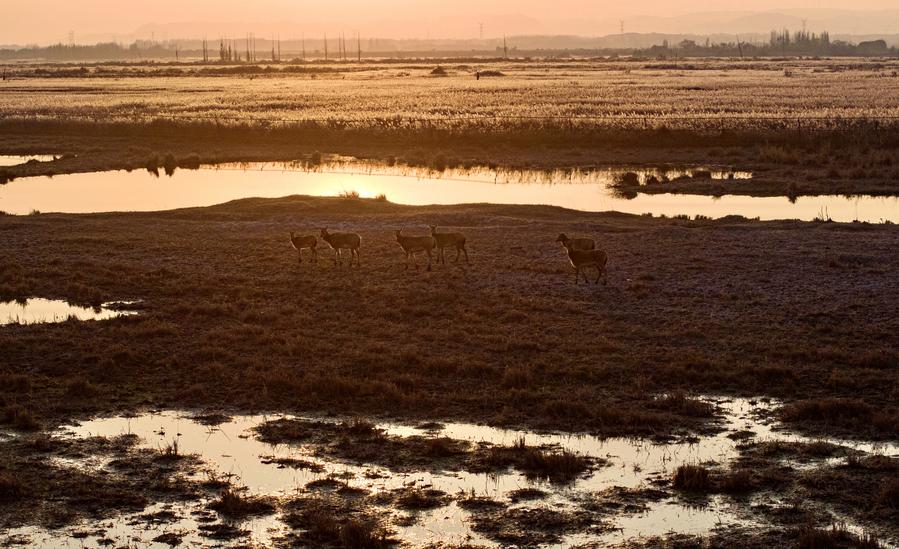 Milu deer thrive in Qingtongxia Reservoir Wetland Nature Reserve