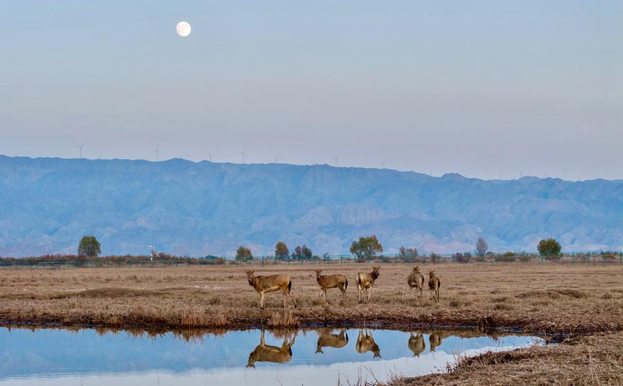 Milu deer thrive in Qingtongxia Reservoir Wetland Nature Reserve