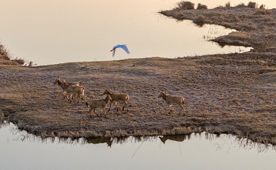 Milu deer thrive in Qingtongxia Reservoir Wetland Nature Reserve