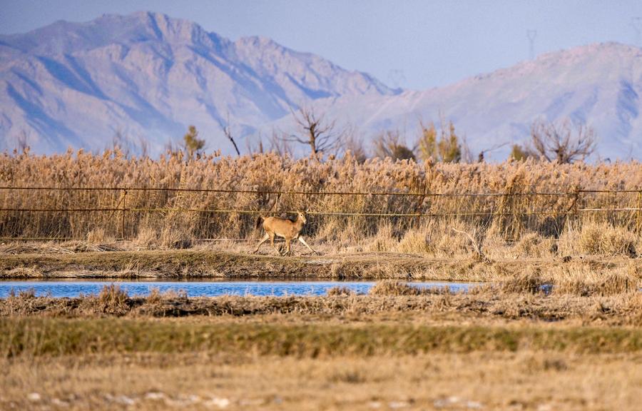 Milu deer thrive in Qingtongxia Reservoir Wetland Nature Reserve
