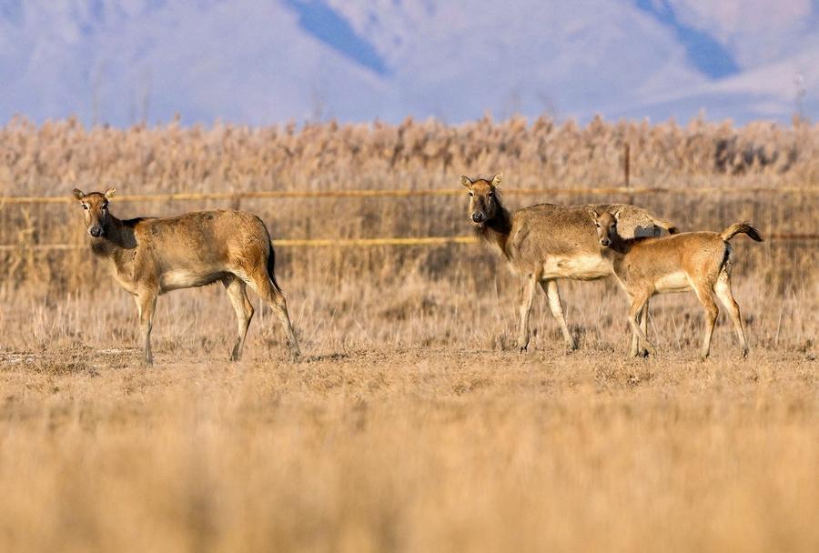 Milu deer thrive in Qingtongxia Reservoir Wetland Nature Reserve