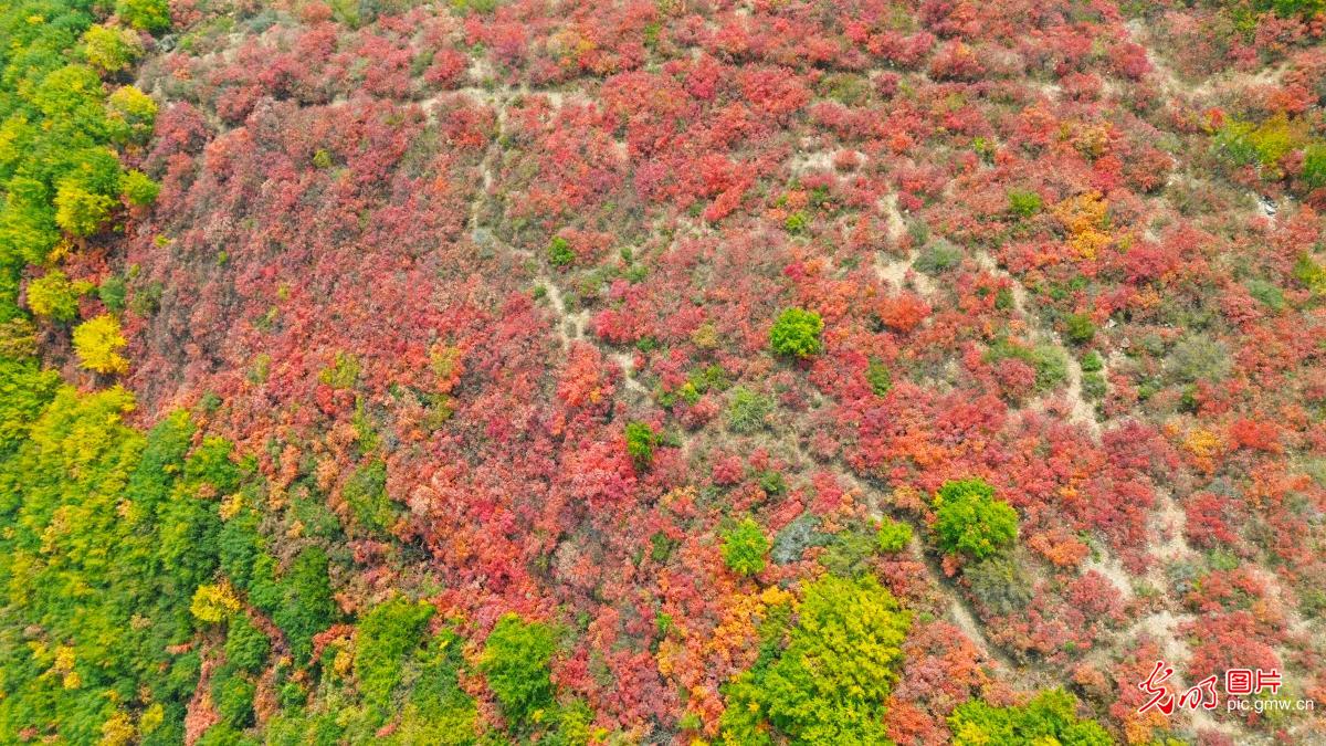 Autumn colors blanket Hongye Valley in central China's Henan Province