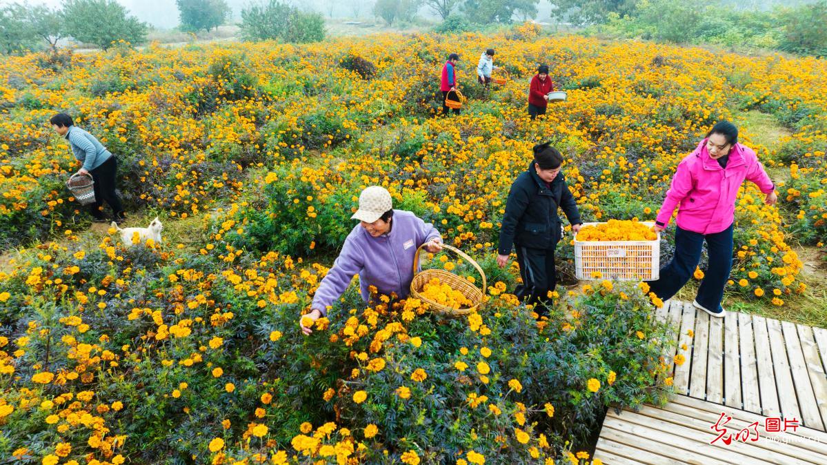 Marigold harvest blooms in Hebei village, boosting rural tourism and income