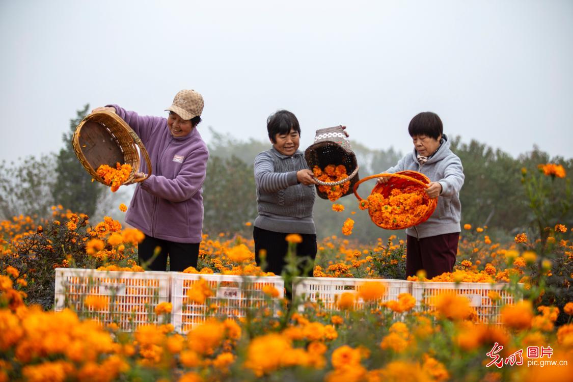 Marigold harvest blooms in Hebei village, boosting rural tourism and income