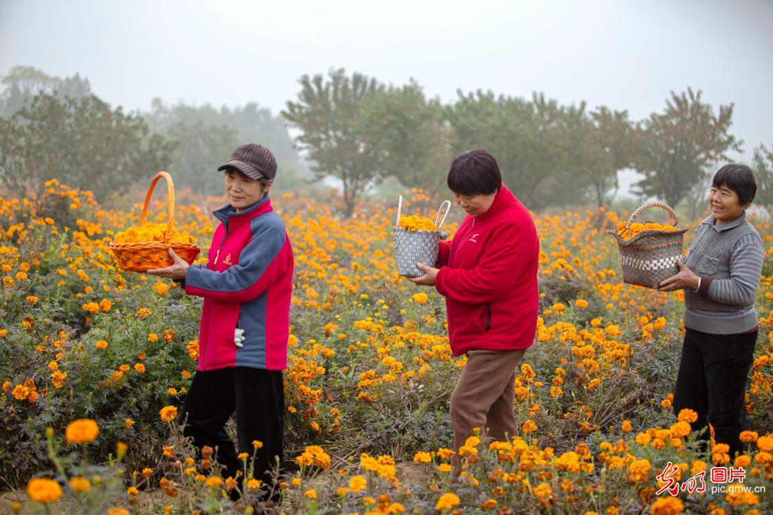 Marigold harvest blooms in Hebei village, boosting rural tourism and income