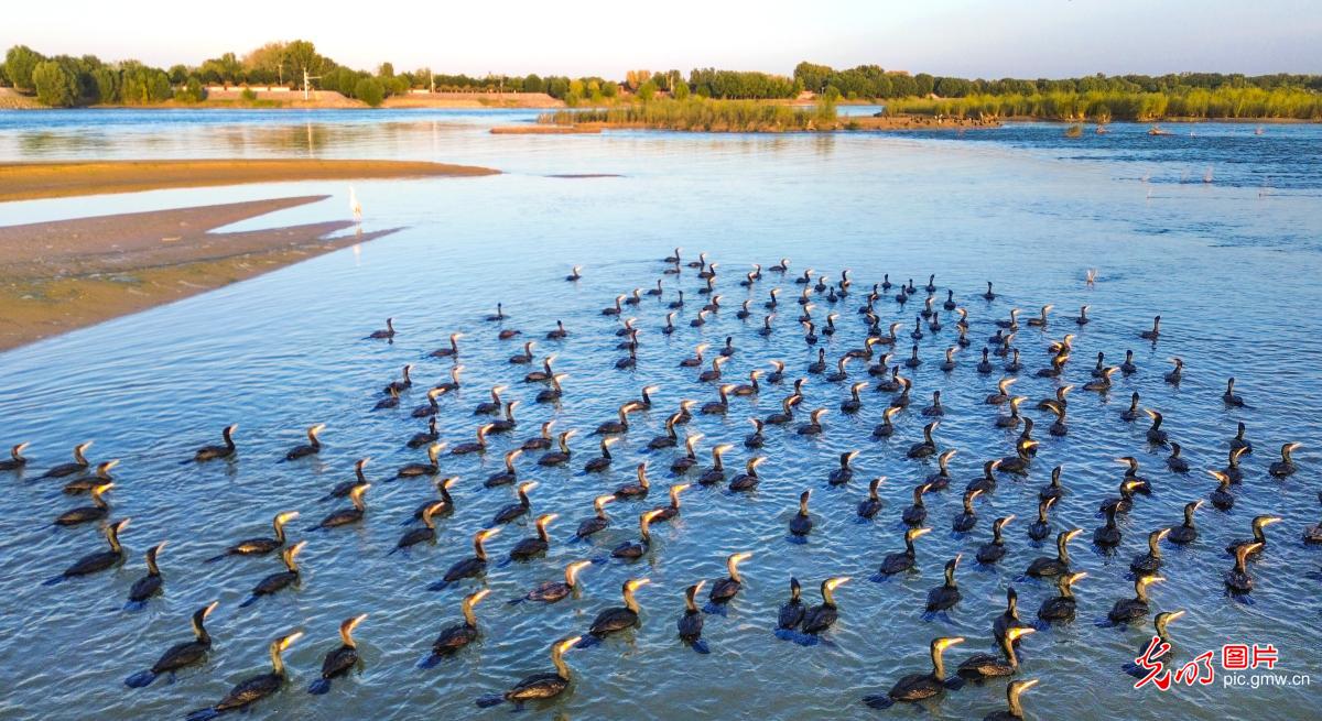 Autumn splendor attracts visitors to Yellow River Wetland in central China's Henan