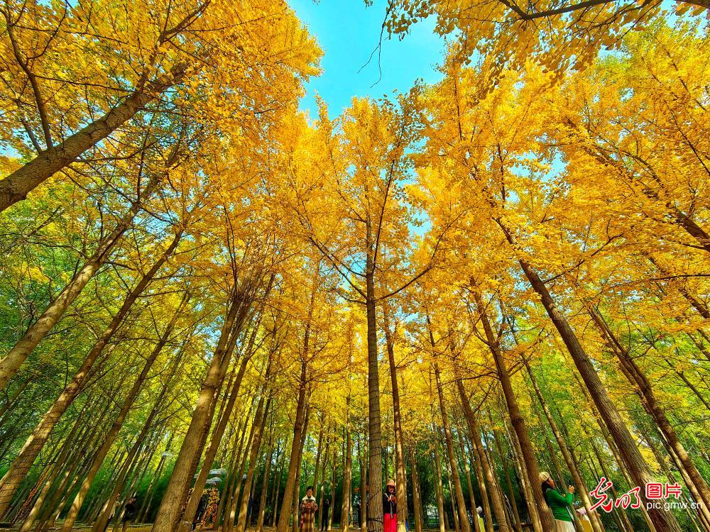 Picturesque autumn landscapes across China showcase vibrant ecological beauty
