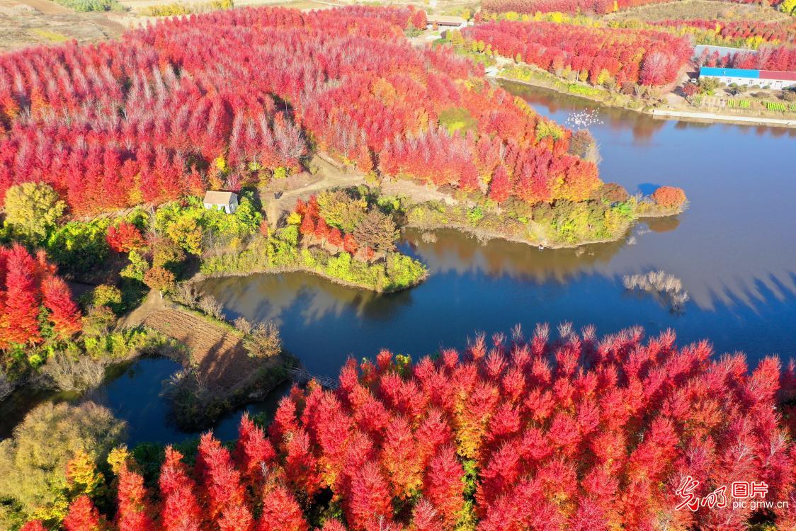 Picturesque autumn landscapes across China showcase vibrant ecological beauty