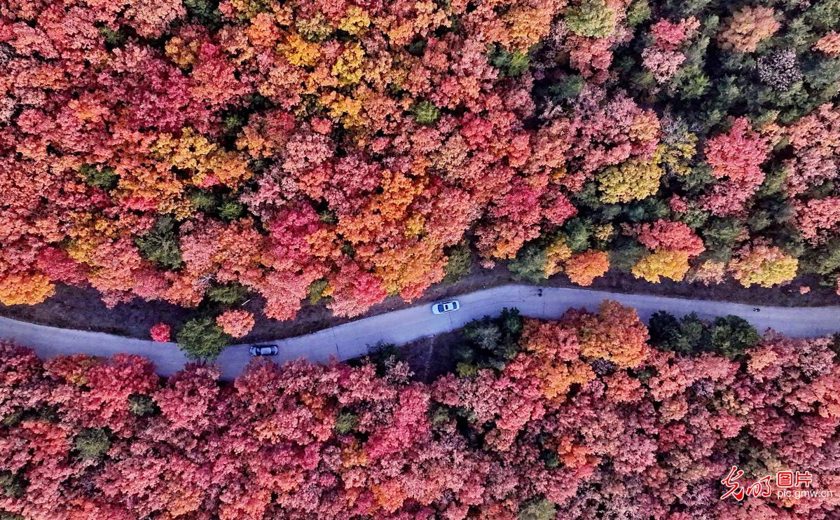 Picturesque autumn landscapes across China showcase vibrant ecological beauty