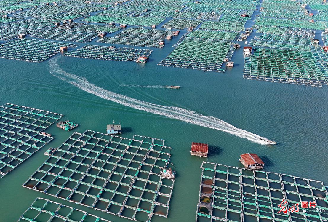 Busy scenes at marine ranches in east China's Shandong