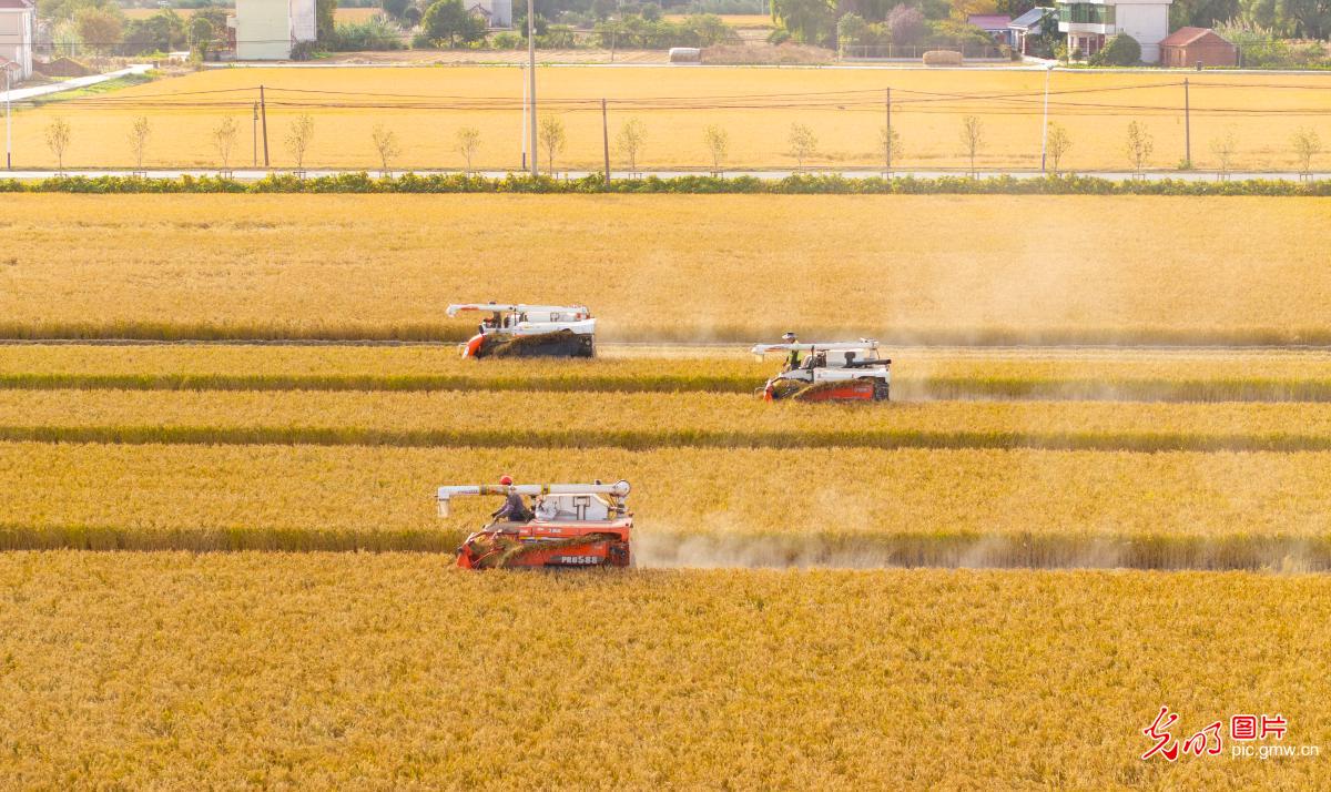 Farmers harvest golden rice fields in Jiangsu during fine autumn weather