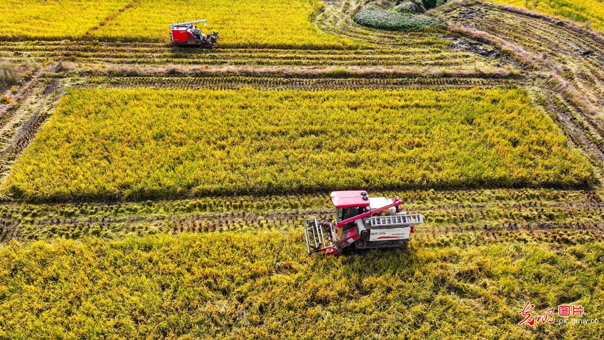 Farmers harvest bumper ratoon rice crop in SW China's Chongqing
