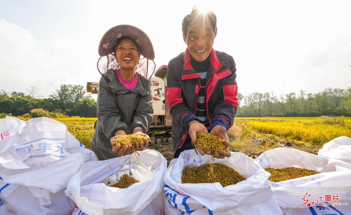 Farmers harvest bumper ratoon rice crop in SW China's Chongqing