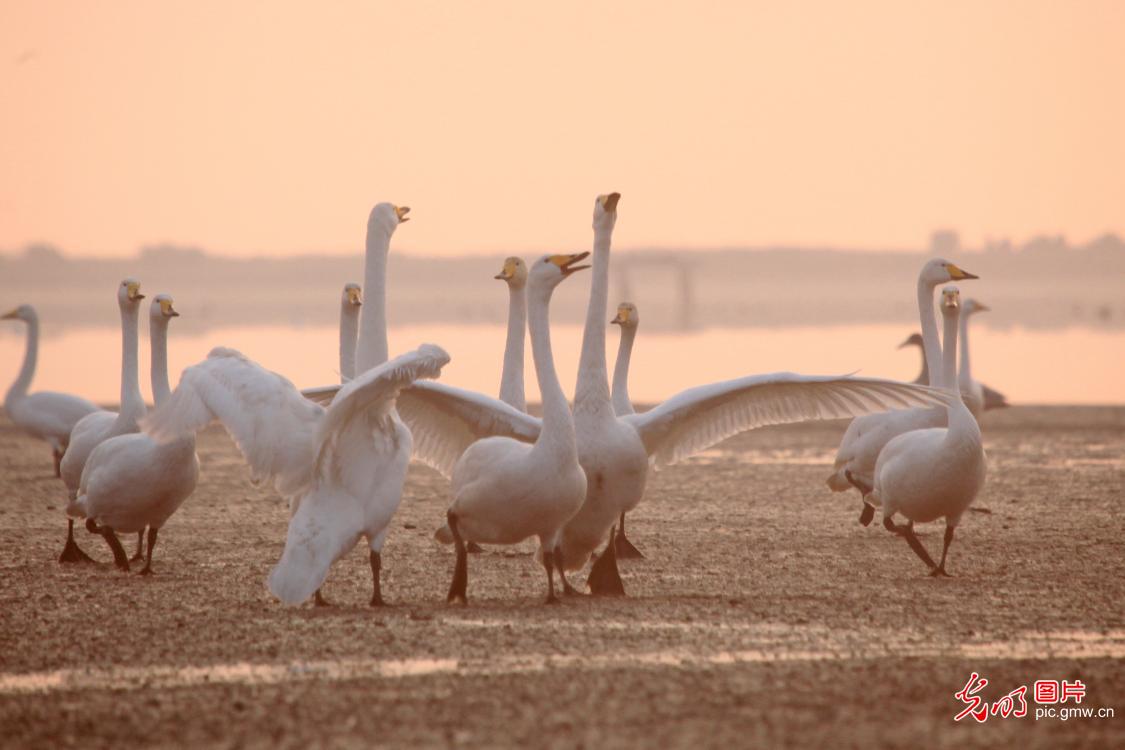 Migrating swans return to E China's Shandong for winter Migrating swans return to E China's Shandong for winter
