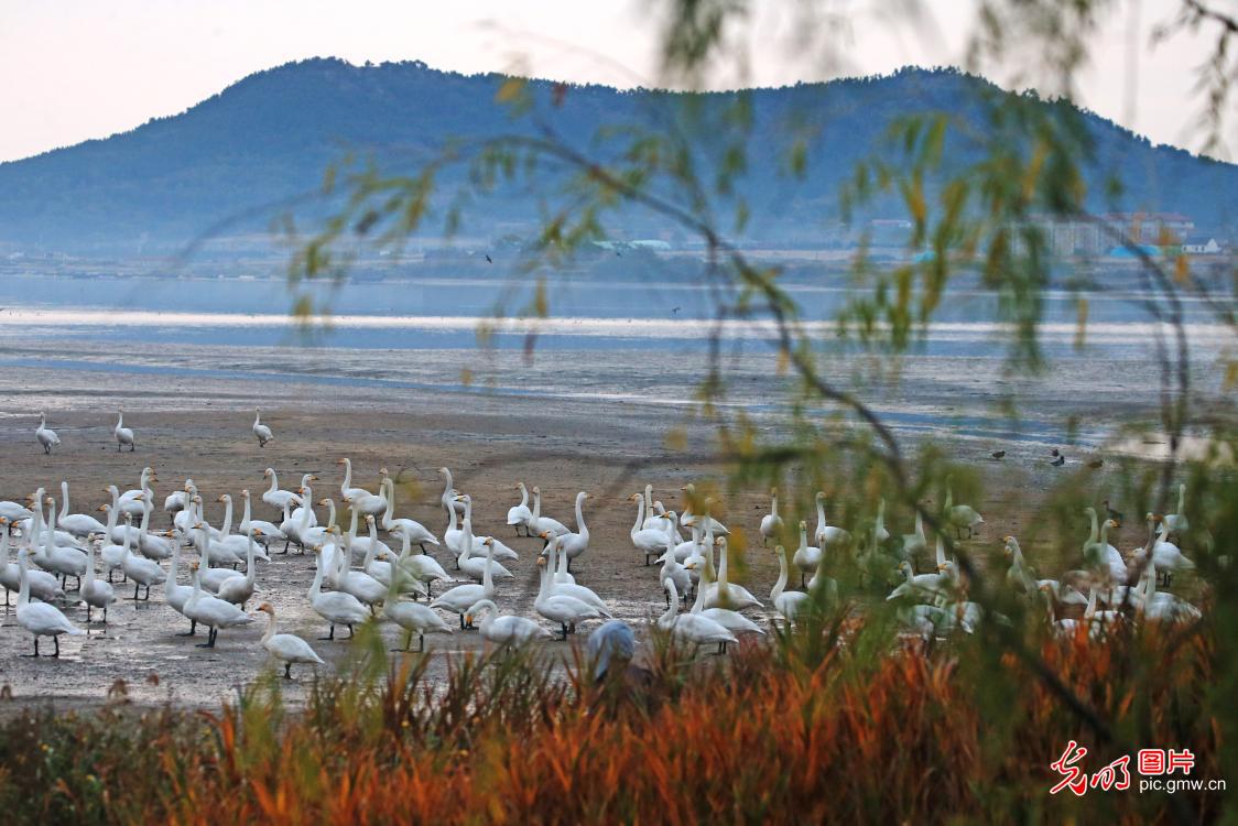 Migrating swans return to E China's Shandong for winter Migrating swans return to E China's Shandong for winter