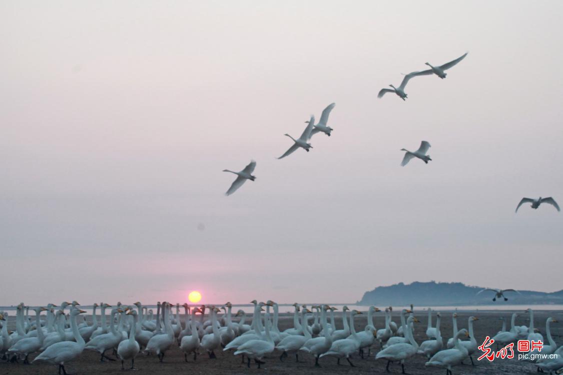 Migrating swans return to E China's Shandong for winter Migrating swans return to E China's Shandong for winter