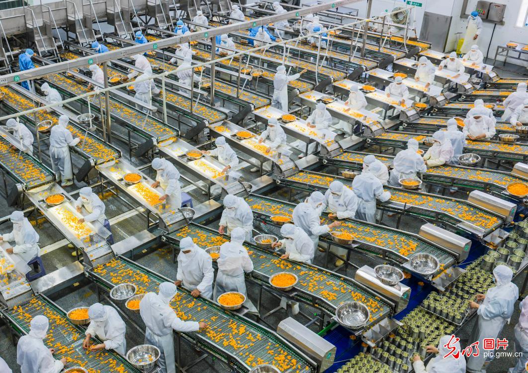 Citrus processing workshop in Hubei runs at full capacity for global orders Citrus processing workshop in Hubei runs at full capacity for global orders