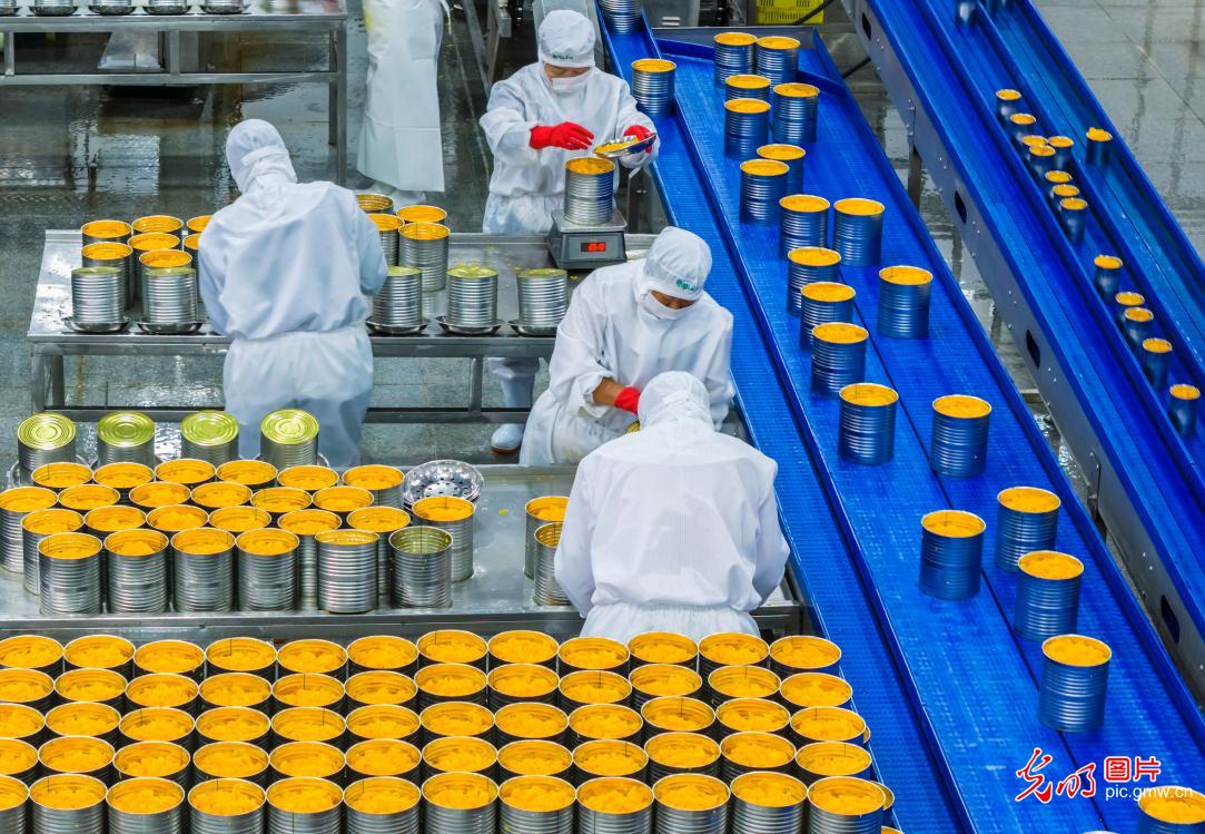 Citrus processing workshop in Hubei runs at full capacity for global orders Citrus processing workshop in Hubei runs at full capacity for global orders