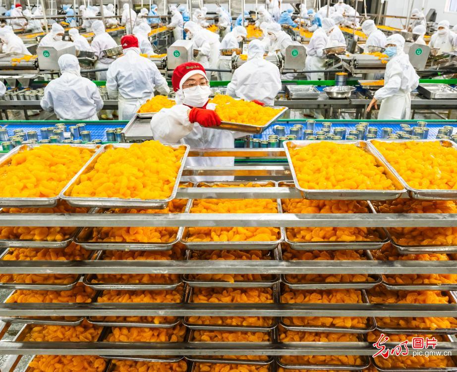 Citrus processing workshop in Hubei runs at full capacity for global orders Citrus processing workshop in Hubei runs at full capacity for global orders