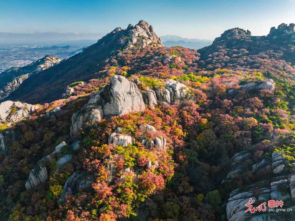 Brilliant autumn foliage paints scenic Wulian Mountain in E China's Shandong Brilliant autumn foliage paints scenic Wulian Mountain in E China's Shandong
