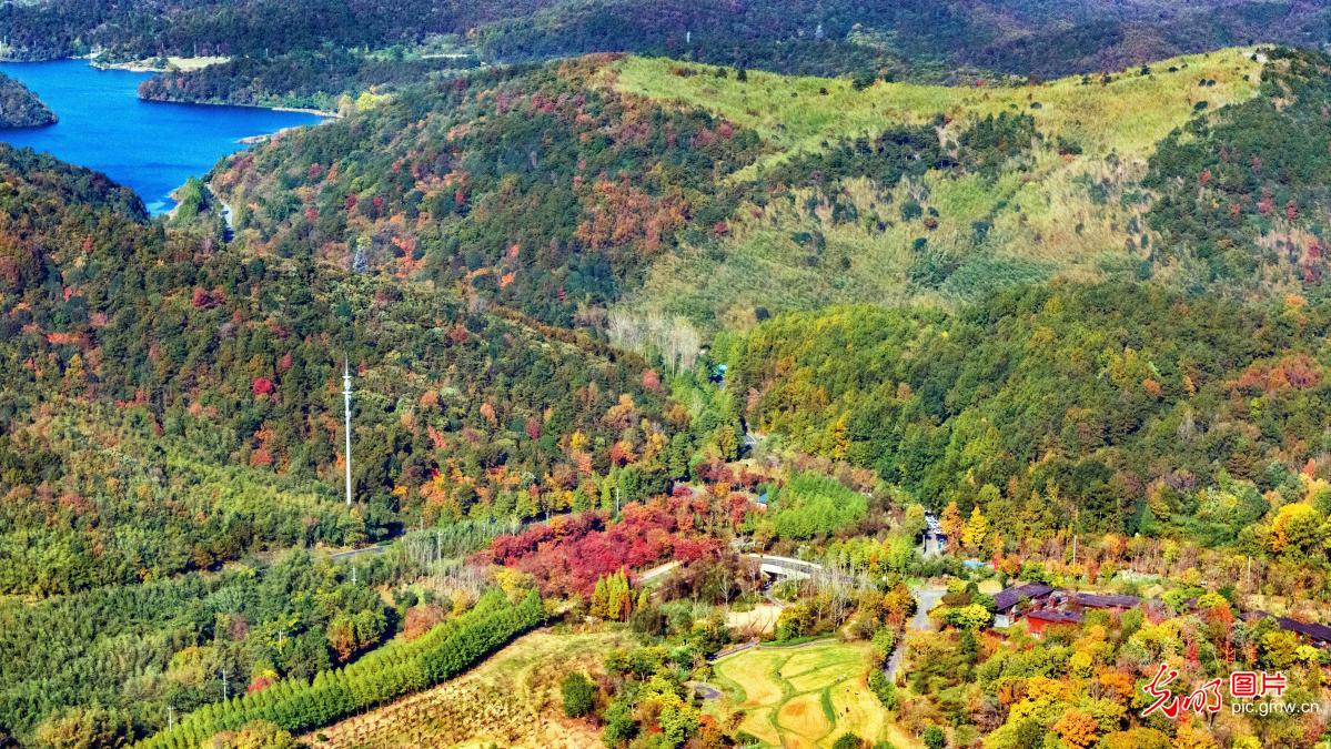 Wuxiangshan shines with greenery in early winter