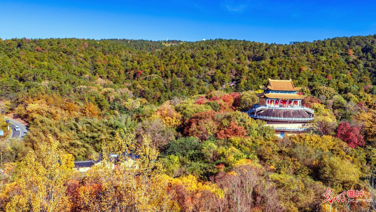 Wuxiangshan shines with greenery in early winter