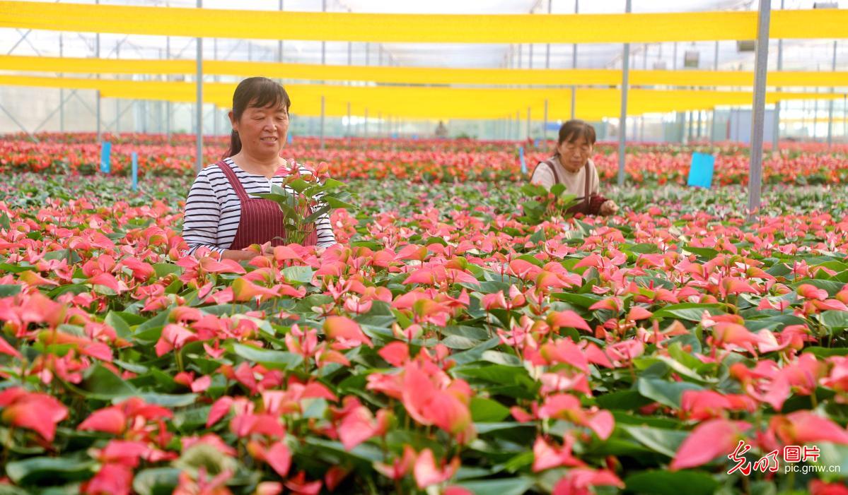 Flower care underway at Dongying's intelligent greenhouse