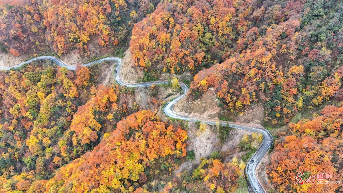 Forests dyed in vivid hues at Chongqing's Wulipo National Nature Reserve Forests dyed in vivid hues at Chongqing's Wulipo National Nature Reserve