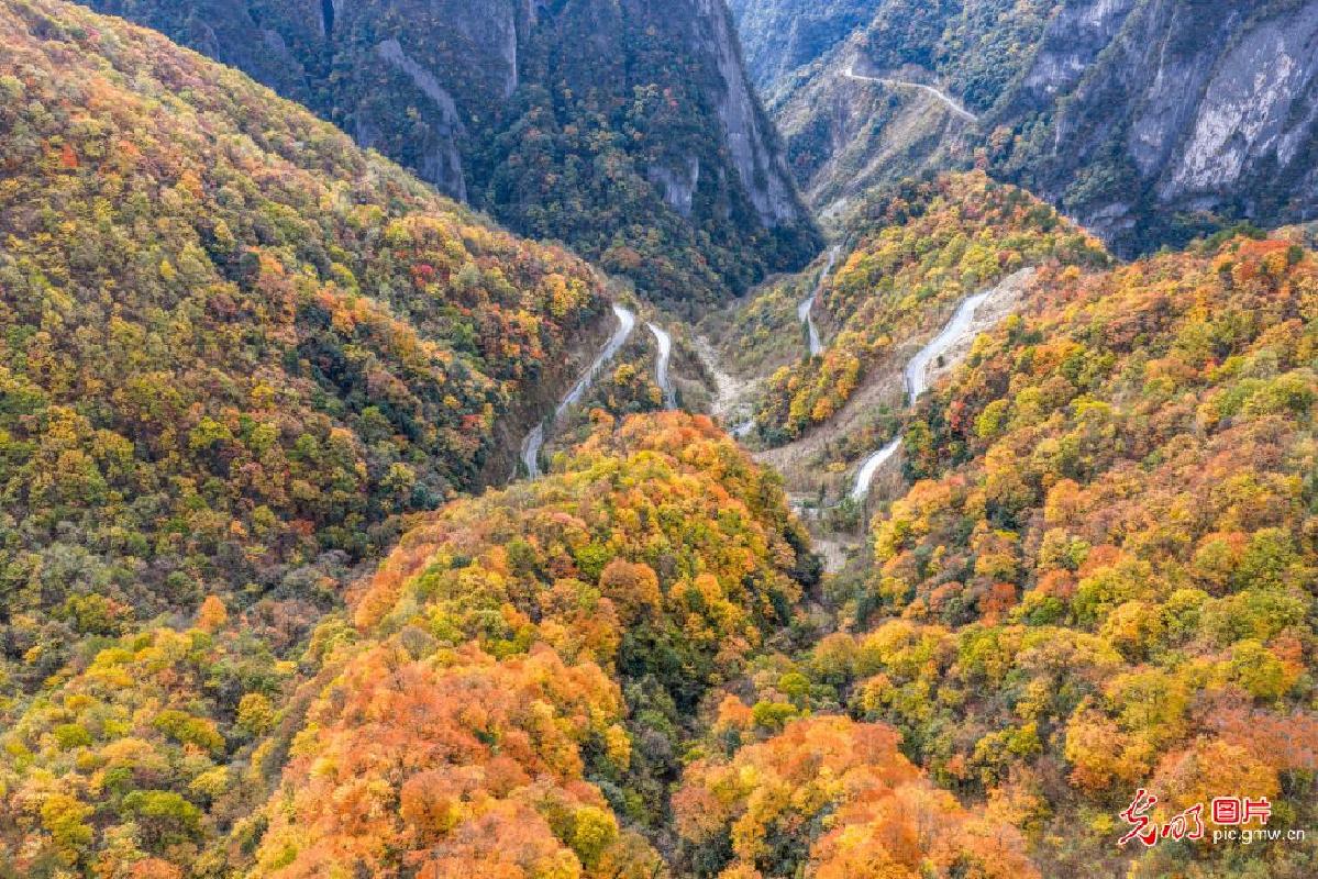 Forests dyed in vivid hues at Chongqing's Wulipo National Nature Reserve Forests dyed in vivid hues at Chongqing's Wulipo National Nature Reserve