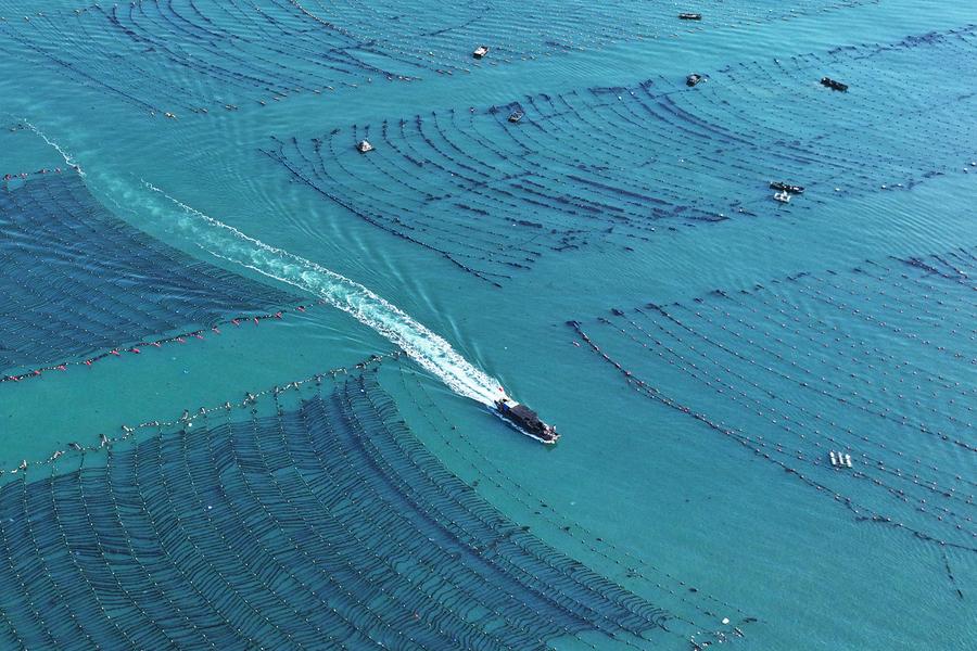 Shandong builds marine farms to enrich 