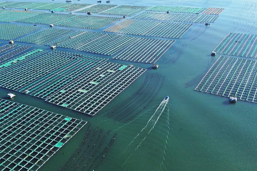 Shandong builds marine farms to enrich 