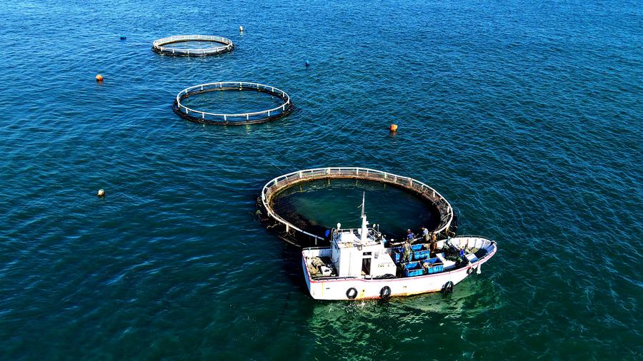 Shandong builds marine farms to enrich 